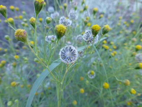 Image of manyflower false threadleaf