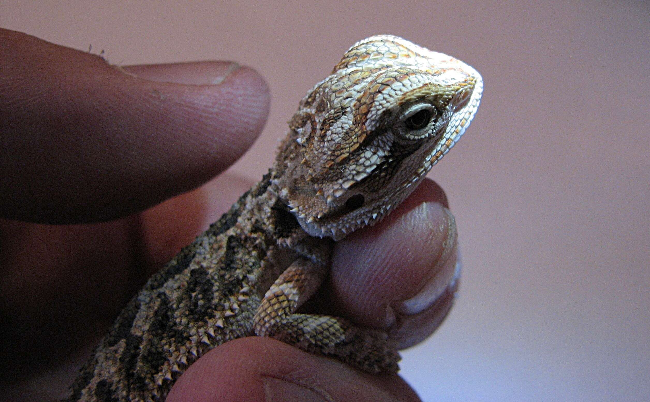 Image of Central bearded dragon