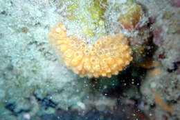 Image de Stomozoa australiensis Kott 1990