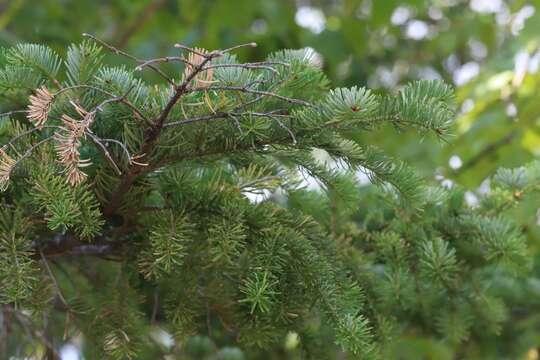 Image de Abies nephrolepis (Trautv. ex Maxim.) Maxim.