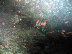 Image of Bartail parrotfish