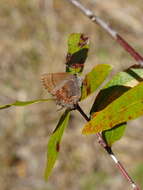 Image of Callophrys henrici yahwehus