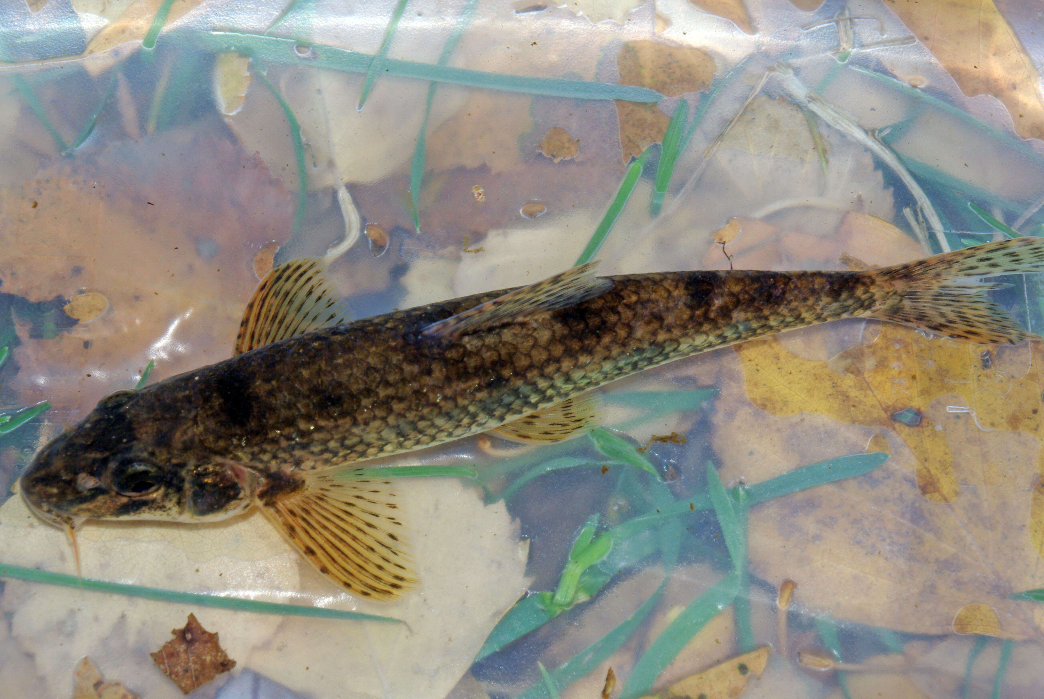 Image of Iberian gudgeon