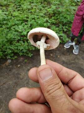 Image of Agaricus leptocaulis Kerrigan 2016