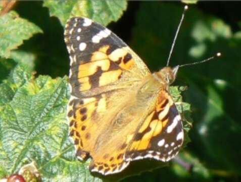 Image of Vanessa cardui