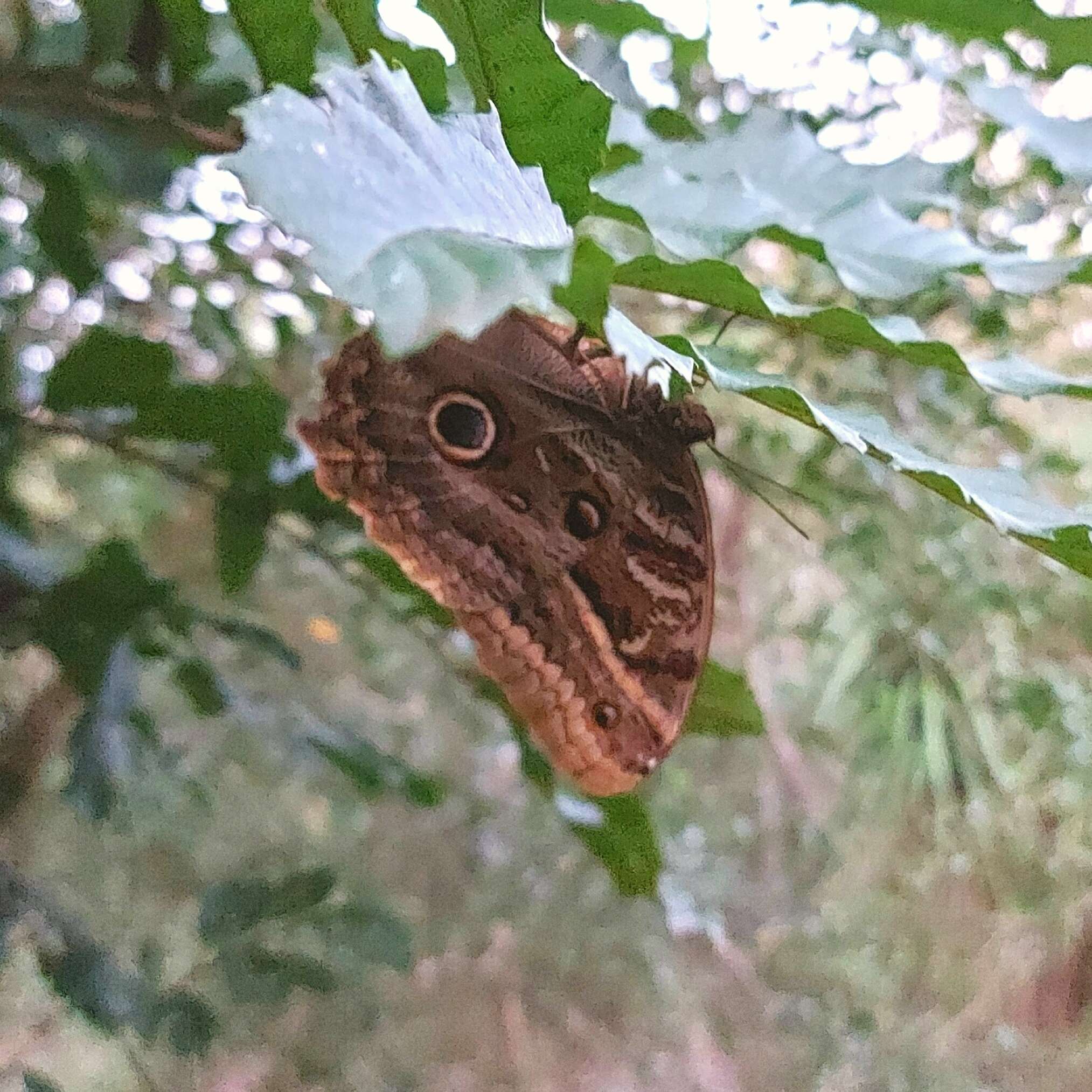 Imagem de Caligo illioneus pampeiro Fruhstorfer 1904