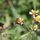 Image of Melissodes rufodentatus Smith 1854