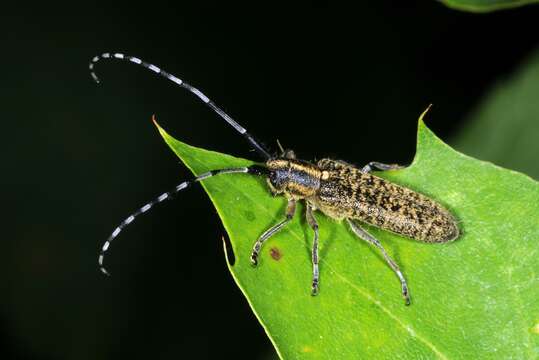 Image of Agapanthia (Epoptes) villosoviridescens (Degeer 1775)