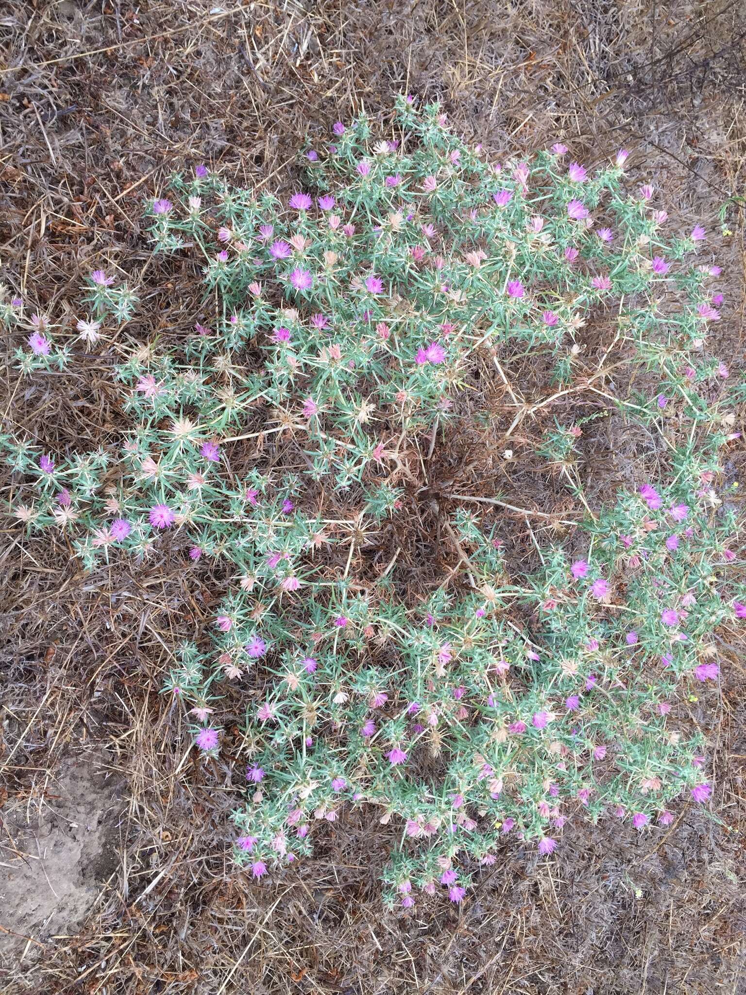 Centaurea calcitrapa L. resmi