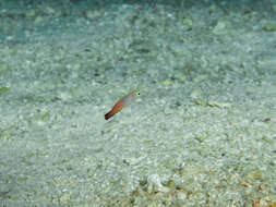 Image of Fire Dartfish