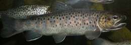 Image of Brown Trout