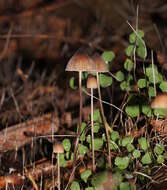 Image of Mycena cystidiosa (G. Stev.) E. Horak 1971