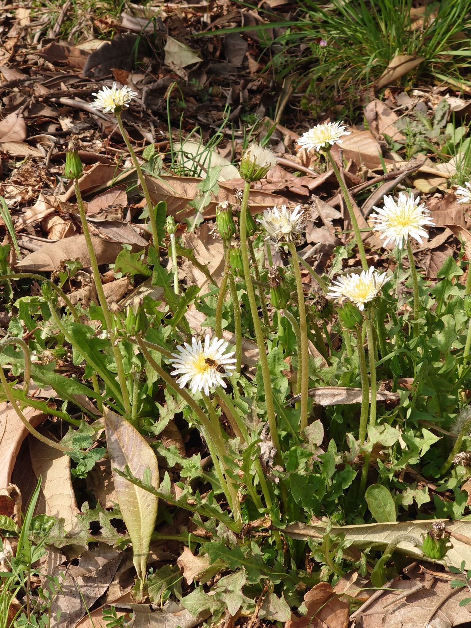 Image de Taraxacum albidum Dahlst.