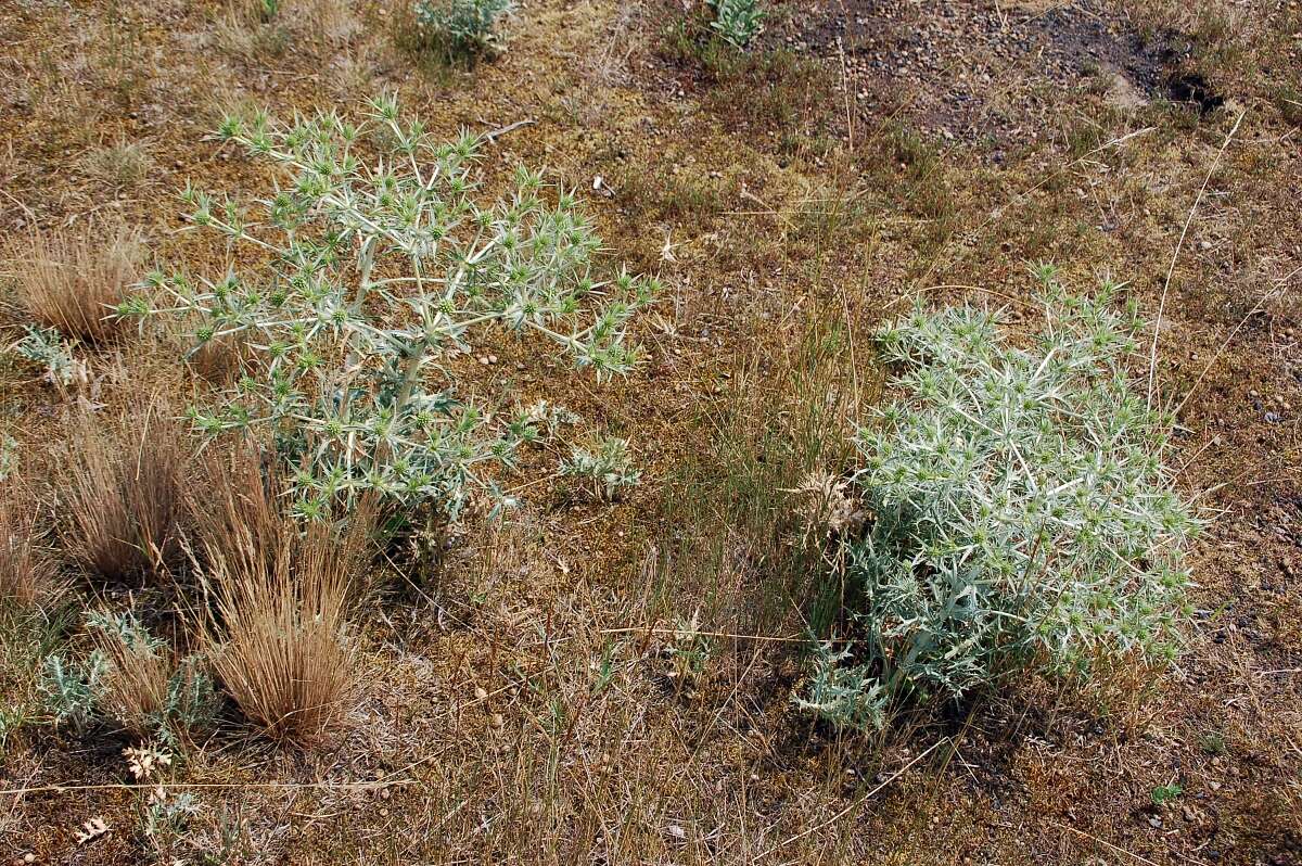 Image de chardon roulant