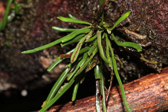 Image of Cochlidium linearifolium (Desv.) Maxon