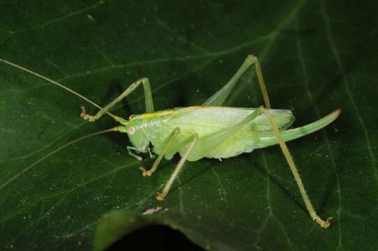 Image of Drumming Katydid