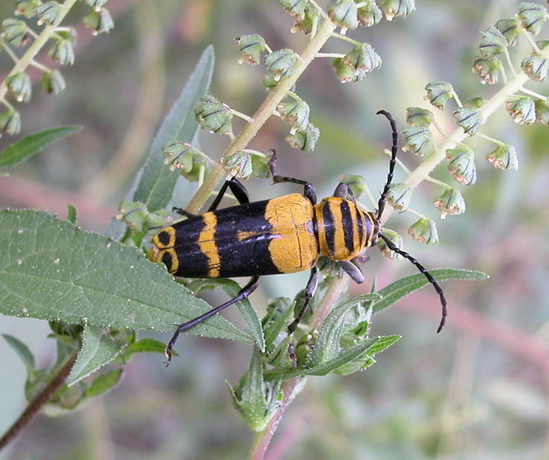 Image of Amorpha Borer