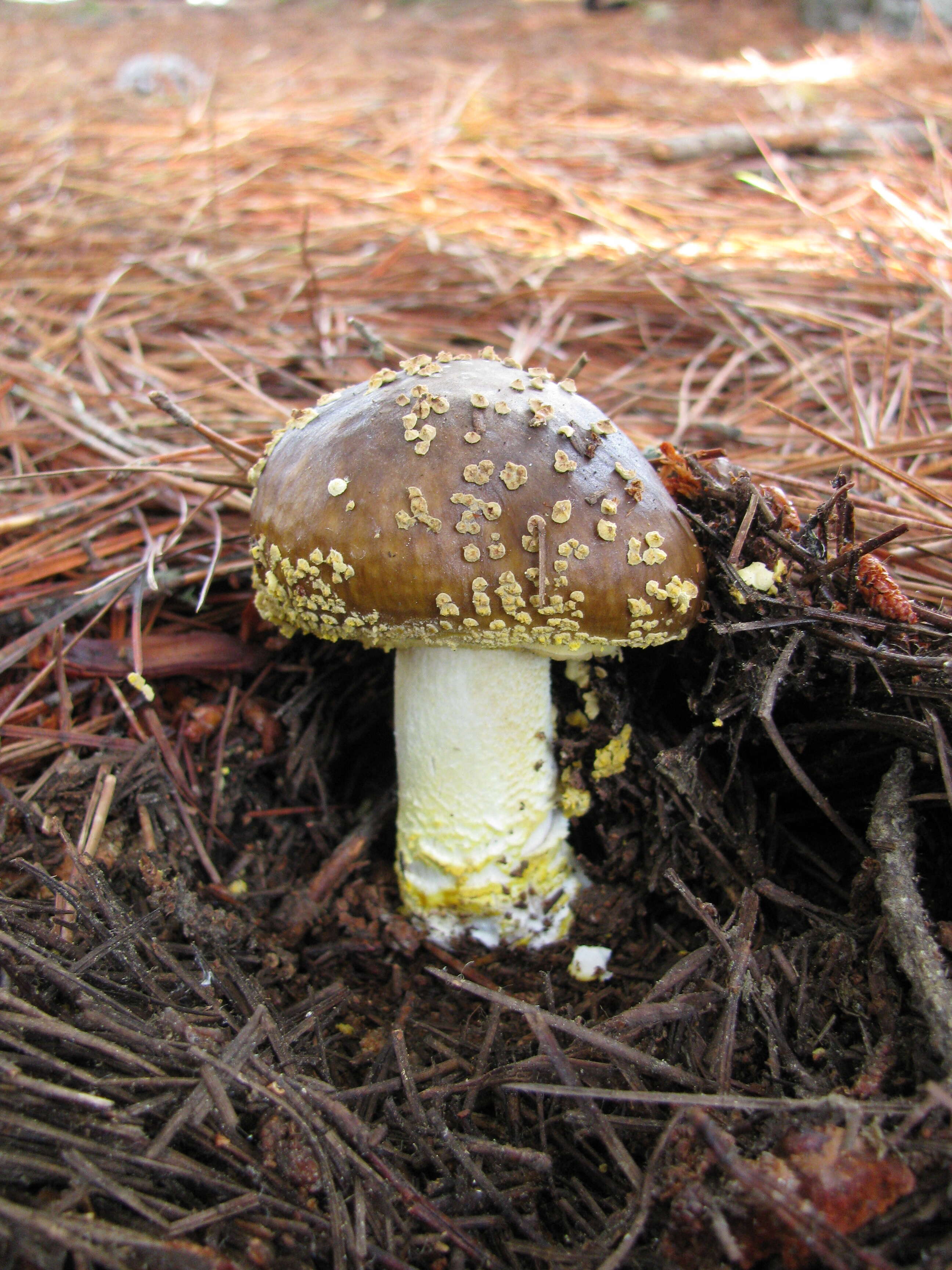 Image of Amanita franchetii (Boud.) Fayod 1889