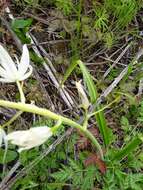 Imagem de Camassia leichtlinii subsp. leichtlinii