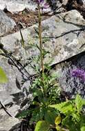 Image of silky phacelia