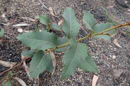 Image of Lomatia ilicifolia R. Br.