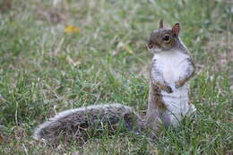 Image of Sciurus subgen. Sciurus Linnaeus 1758