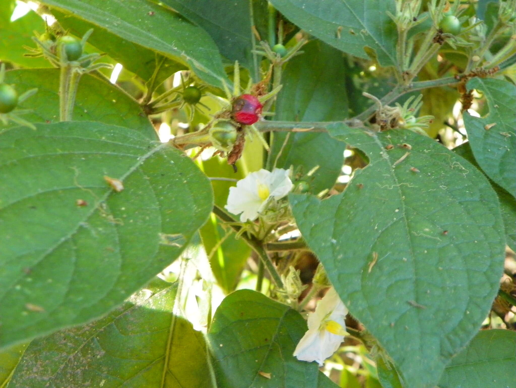 Image of Lycianthes surotatensis Gentry