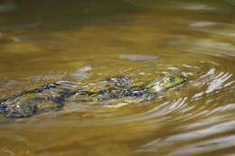 Image de Petite grenouille verte