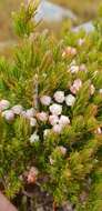 Image of Erica triflora L.