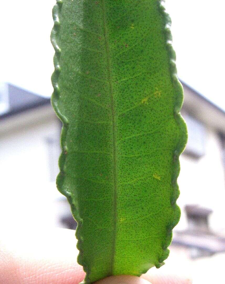 Plancia ëd Ardisia crenata Sims