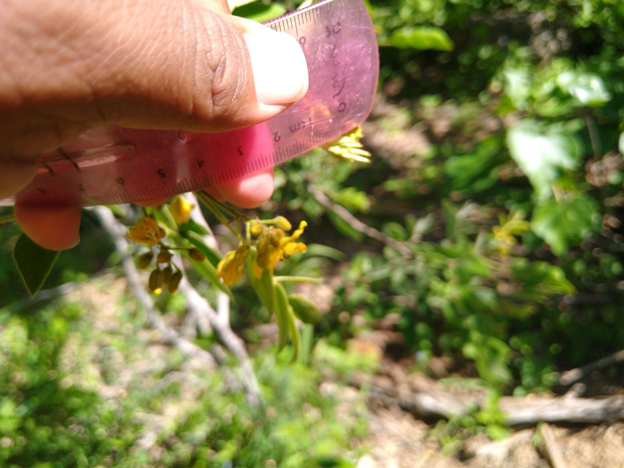 Senna villosa (Mill.) H. S. Irwin & Barneby resmi