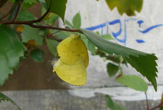 Image of Eurema hecabe (Linnaeus 1758)