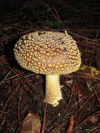 Image of Amanita franchetii (Boud.) Fayod 1889