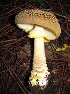 Image of Amanita franchetii (Boud.) Fayod 1889