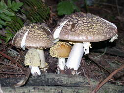 Image of Amanita franchetii (Boud.) Fayod 1889