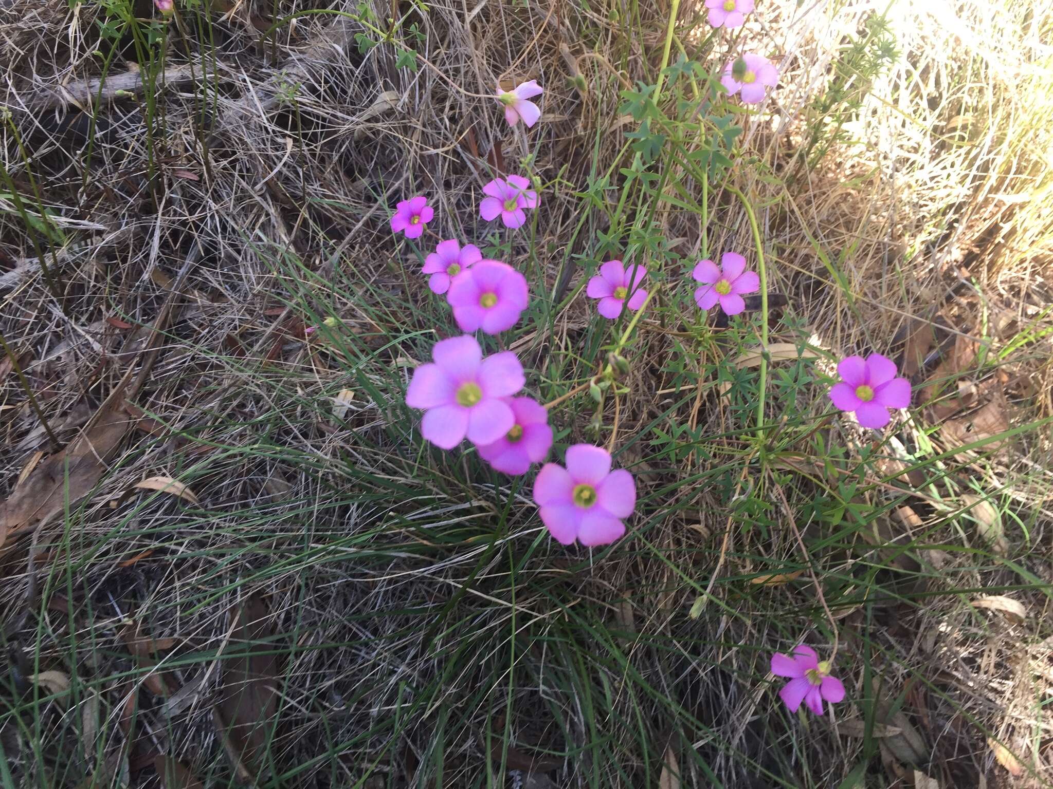 Sivun Oxalis bifida Thunb. kuva