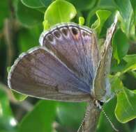 Imagem de Euchrysops subpallida Bethune-Baker 1922