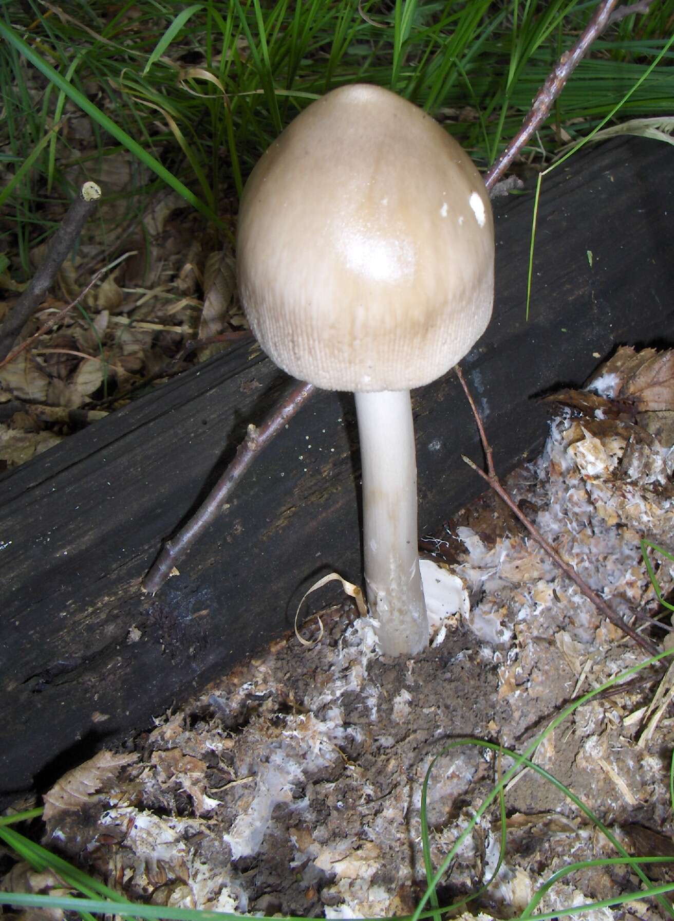 Image of Amanita vaginata (Bull.) Lam. 1783