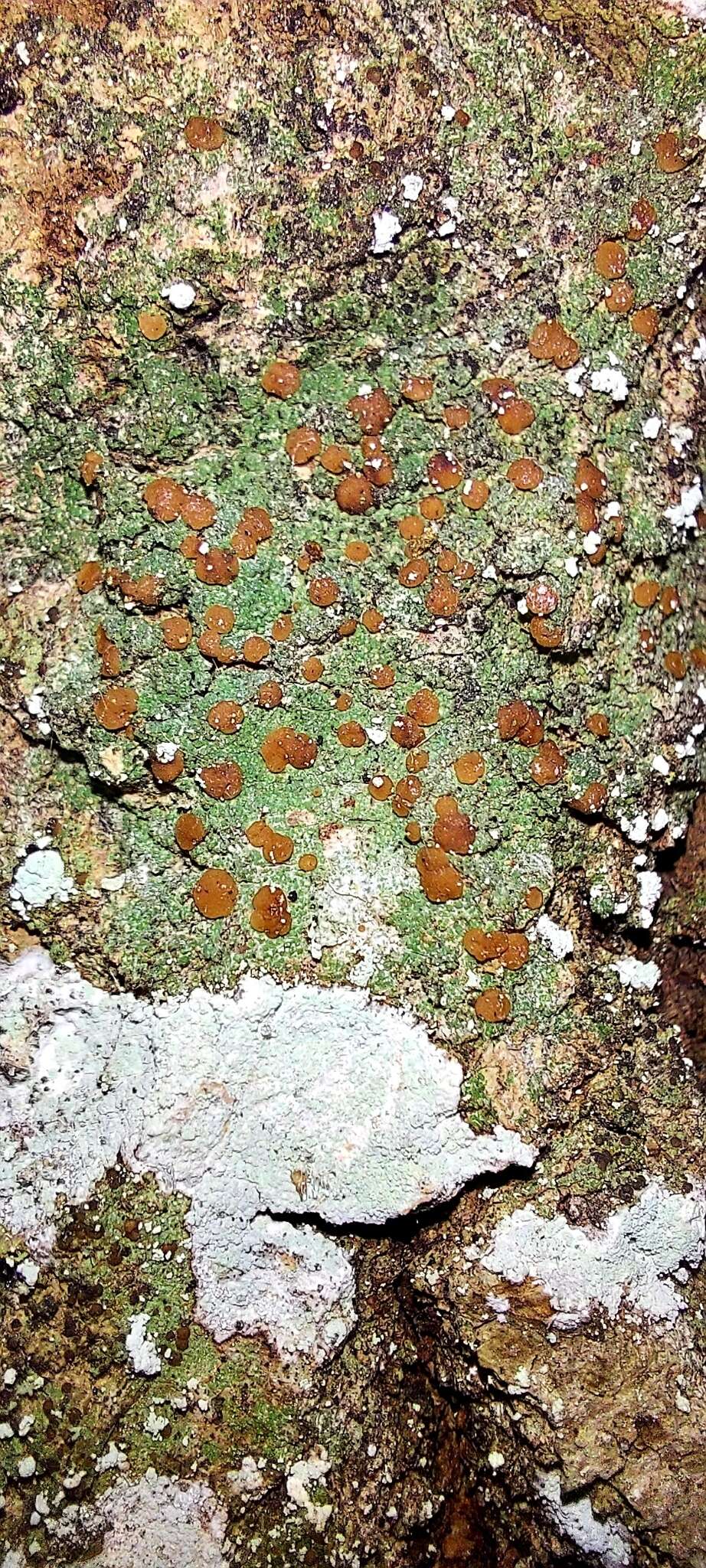 Image of Bacidia fraxinea Lönnr.