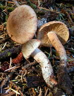 Imagem de Inocybe calamistrata (Fr.) Gillet 1876