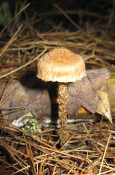 Image of Inocybe calamistrata (Fr.) Gillet 1876