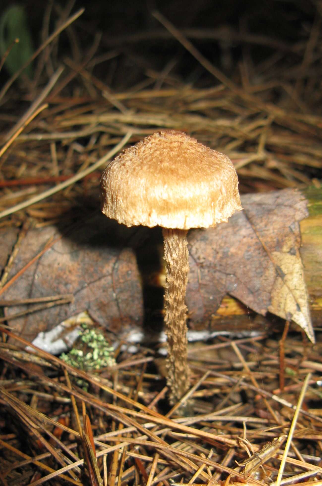 Imagem de Inocybe calamistrata (Fr.) Gillet 1876