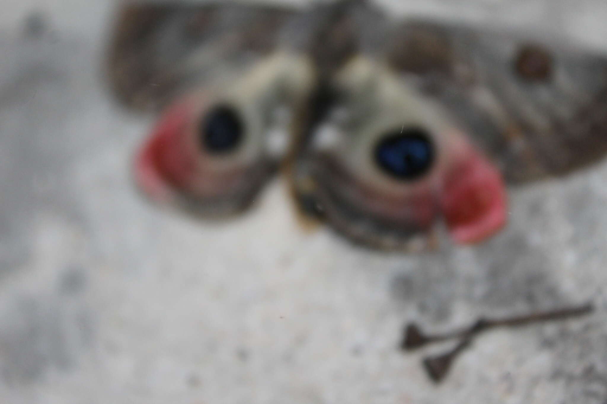 Image of Australian silkworm moths