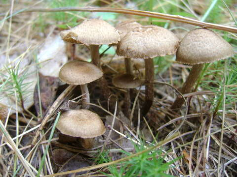 Image of Inocybe calamistrata (Fr.) Gillet 1876