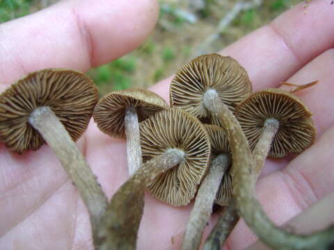 Image of Inocybe calamistrata (Fr.) Gillet 1876