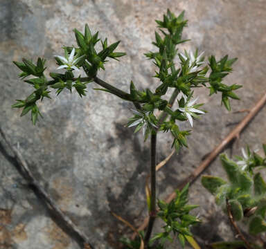 Image of Minuartia decipiens (Fenzl) Bornm.