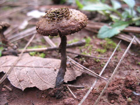 Image of Inocybe calamistrata (Fr.) Gillet 1876