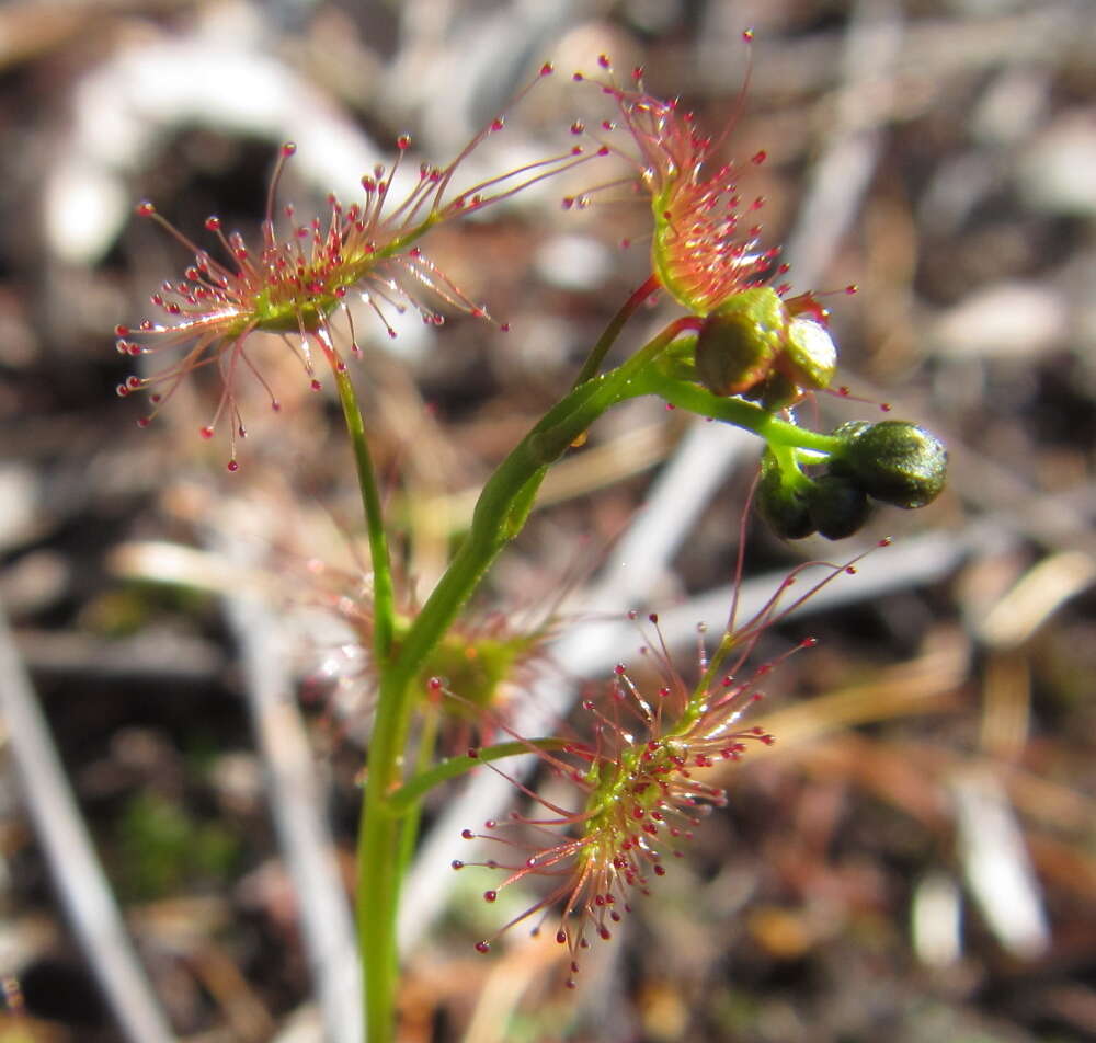 Image of Drosera peltata subsp. auriculata (Backh. ex Planch.) Conn