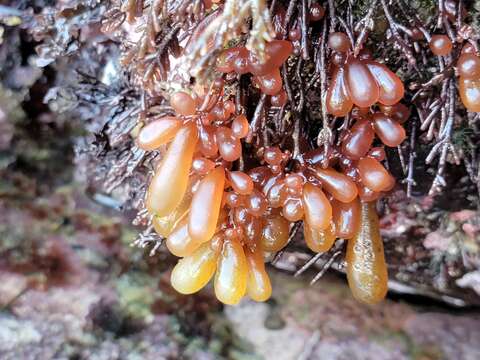 Image of Botryocladia pseudodichotoma