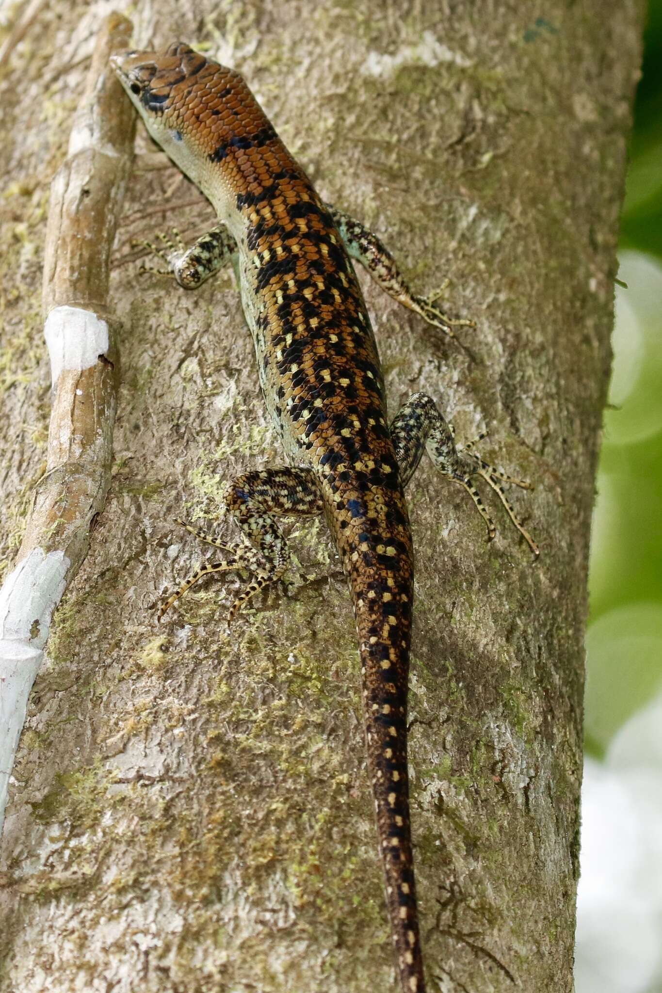 Image of Samoa Skink